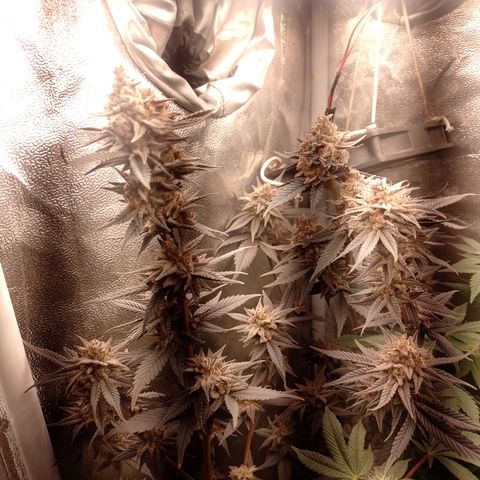 Banana Purple Punch #4 e #5 growlog timeline photo