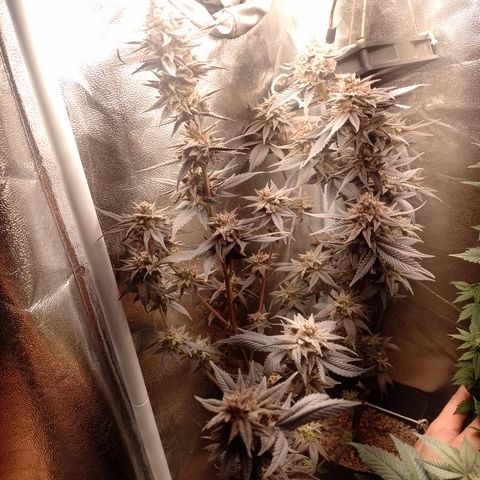 Banana Purple Punch #4 e #5 growlog timeline photo