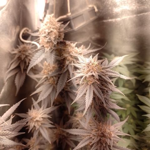 Banana Purple Punch #4 e #5 growlog timeline photo