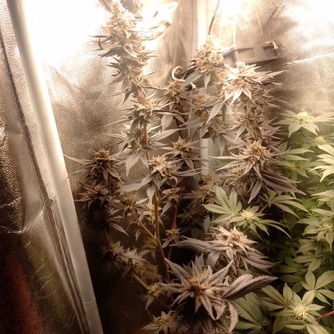Banana Purple Punch #4 e #5 growlog timeline photo