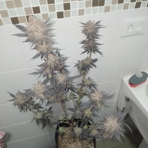Banana Purple Punch #4 e #5 growlog timeline photo