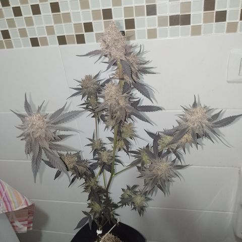 Banana Purple Punch #4 e #5 growlog timeline photo