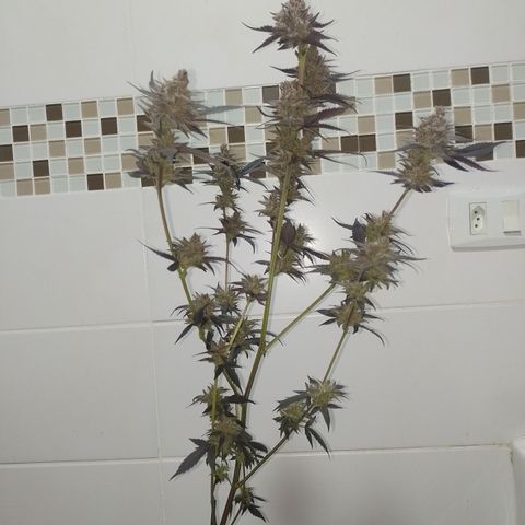 Banana Purple Punch #4 e #5 growlog timeline photo