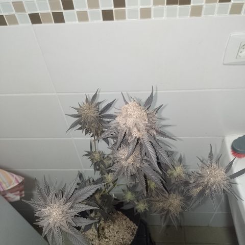 Banana Purple Punch #4 e #5 growlog timeline photo