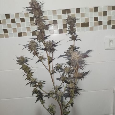 Banana Purple Punch #4 e #5 growlog timeline photo