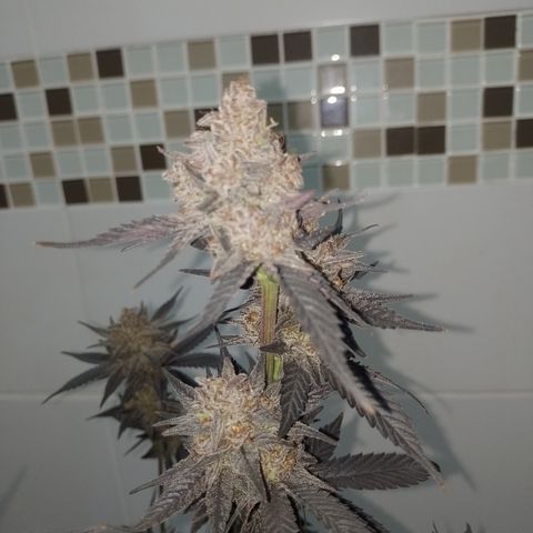Banana Purple Punch #4 e #5 growlog timeline photo