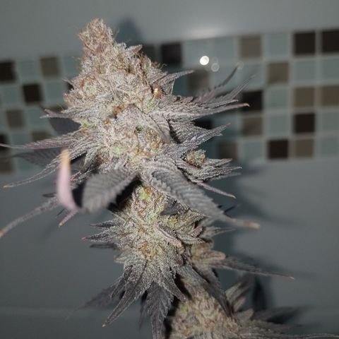 Banana Purple Punch #4 e #5 growlog timeline photo