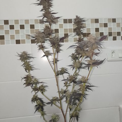 Banana Purple Punch #4 e #5 growlog timeline photo