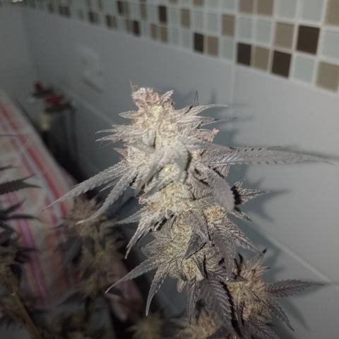 Banana Purple Punch #4 e #5 growlog timeline photo