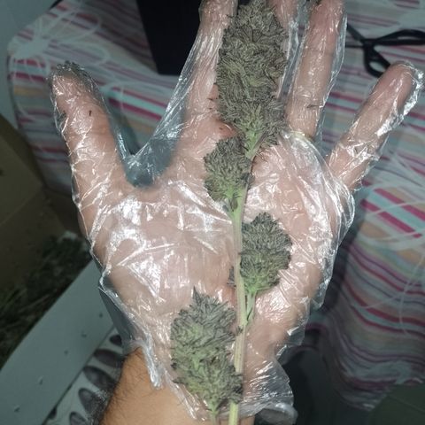 Banana Purple Punch #4 e #5 growlog timeline photo