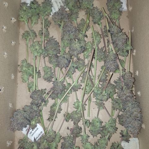 Banana Purple Punch #4 e #5 growlog timeline photo