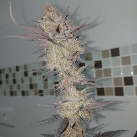 Banana Purple Punch #4 e #5 growlog timeline photo