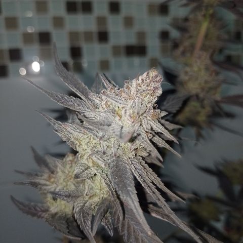 Banana Purple Punch #4 e #5 growlog timeline photo