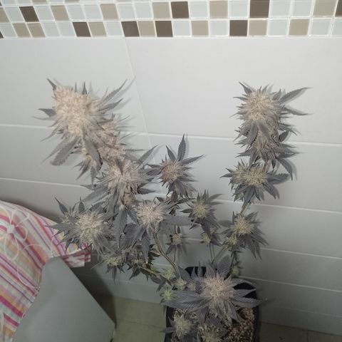 Banana Purple Punch #4 e #5 growlog timeline photo