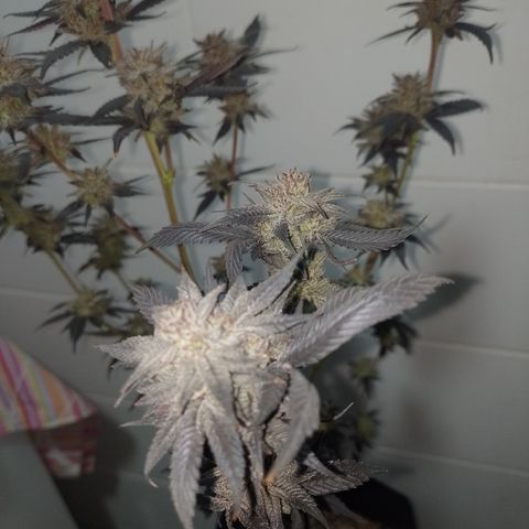 Banana Purple Punch #4 e #5 growlog timeline photo