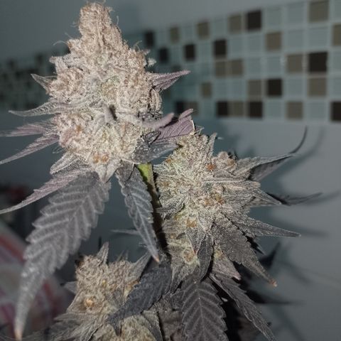 Banana Purple Punch #4 e #5 growlog timeline photo