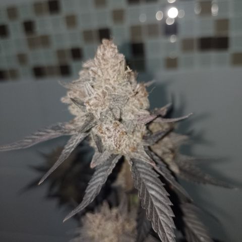 Banana Purple Punch #4 e #5 growlog timeline photo