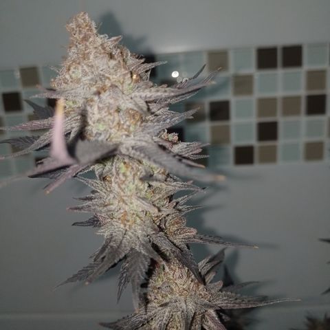 Banana Purple Punch #4 e #5 growlog timeline photo