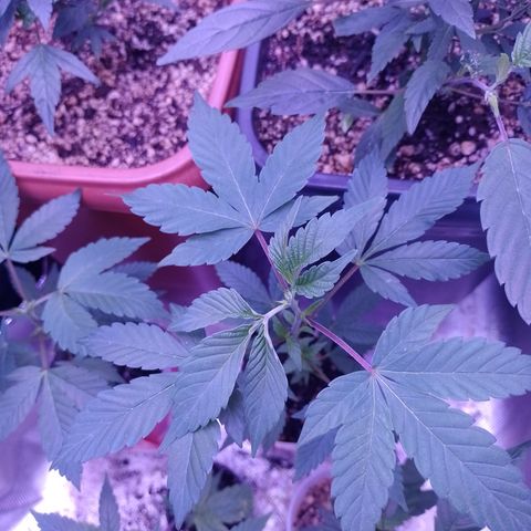 Purple cookies #3 growlog timeline photo
