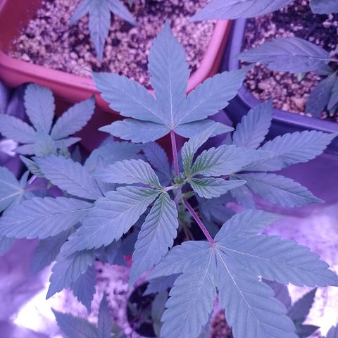 Purple cookies #3 growlog timeline photo