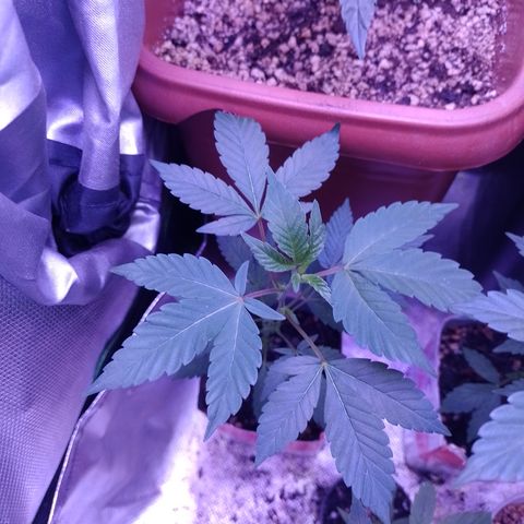 Purple cookies #4 growlog timeline photo