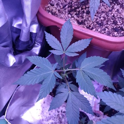 Purple cookies #4 growlog timeline photo