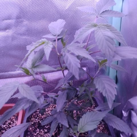 Banana Purple Punch #6 growlog timeline photo