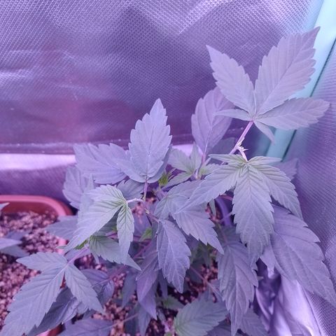 Banana Purple Punch #6 growlog timeline photo