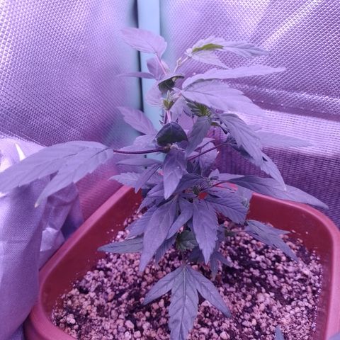 Banana Purple Punch #7 growlog timeline photo