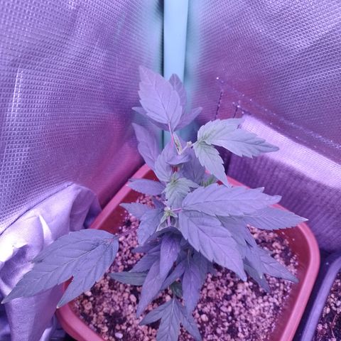 Banana Purple Punch #7 growlog timeline photo