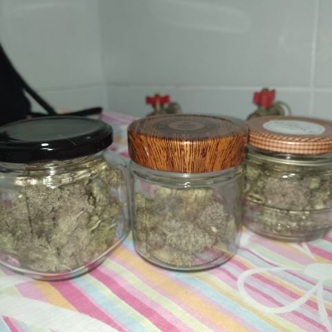 Banana Purple Punch #4 e #5 growlog timeline photo