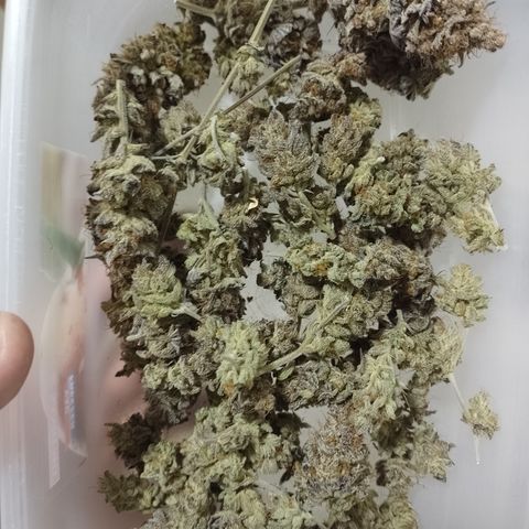 Banana Purple Punch #4 e #5 growlog timeline photo