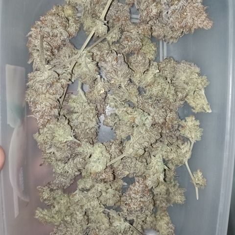 Banana Purple Punch #4 e #5 growlog timeline photo