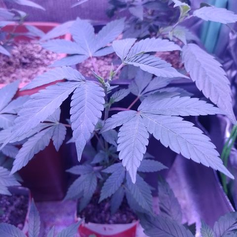 Purple cookies #3 growlog timeline photo