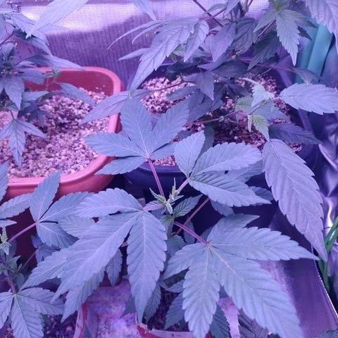 Purple cookies #3 growlog timeline photo
