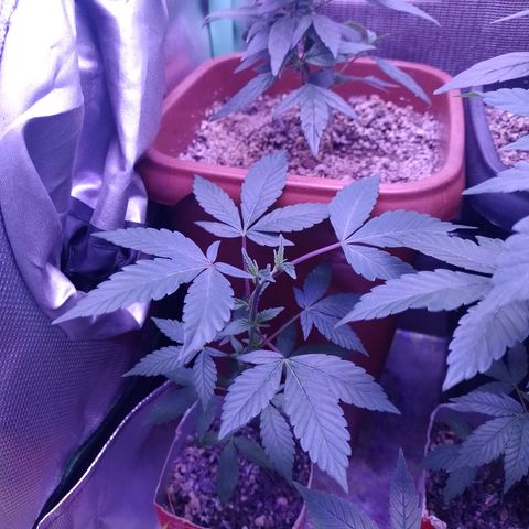 Purple cookies #4 growlog timeline photo