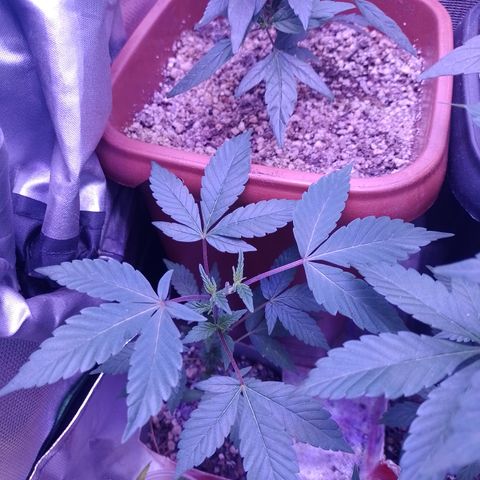 Purple cookies #4 growlog timeline photo