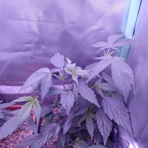 Banana Purple Punch #6 growlog timeline photo