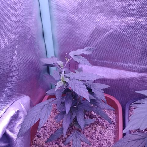 Banana Purple Punch #7 growlog timeline photo