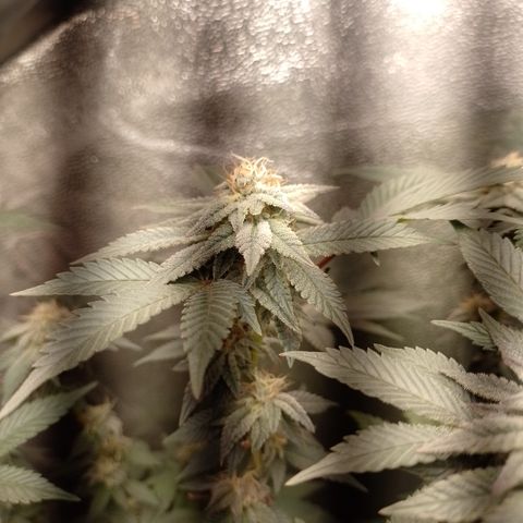 Purple Cookies 1 growlog timeline photo