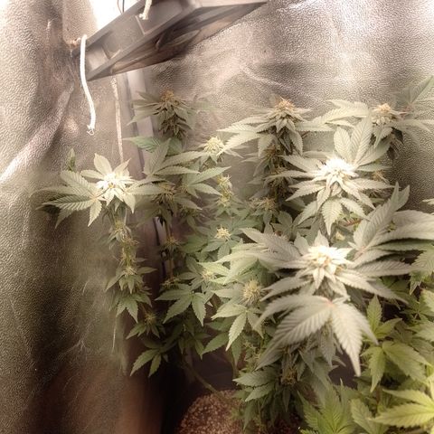 Purple Cookies 1 growlog timeline photo