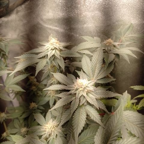 Purple Cookies 1 growlog timeline photo