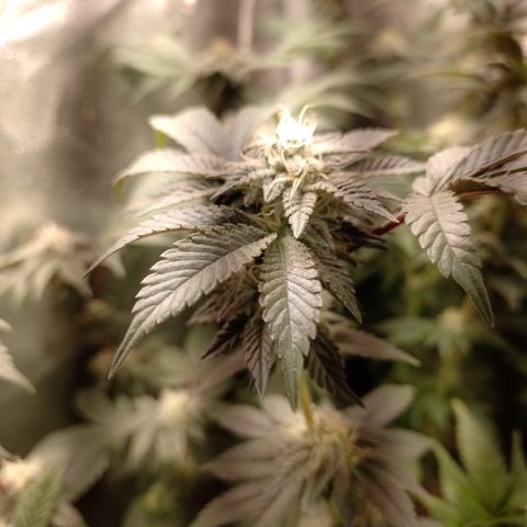Purple Cookies 2 growlog timeline photo