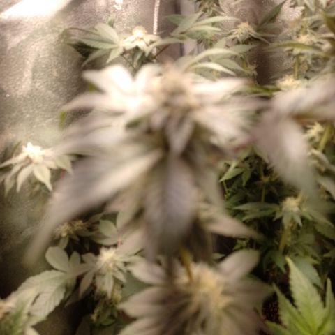 Purple Cookies 2 growlog timeline photo