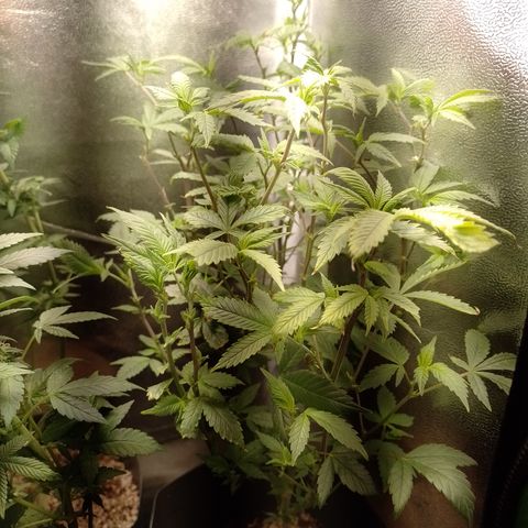 Tangerine Guetto growlog timeline photo