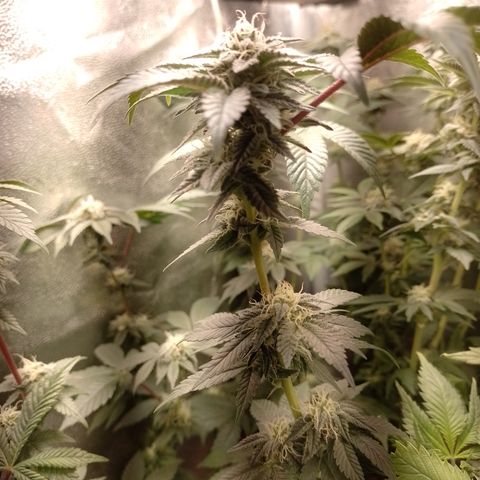 Purple Cookies 2 growlog timeline photo
