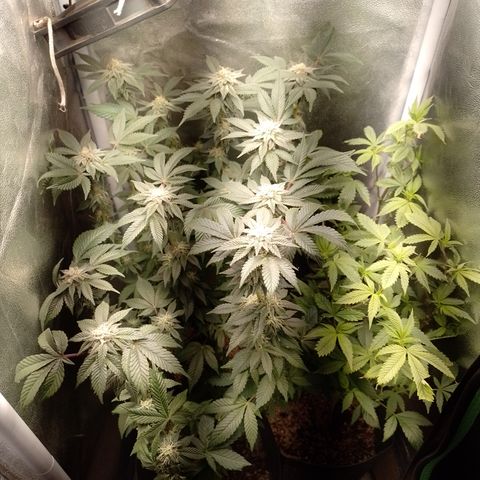 Purple Cookies 2 growlog timeline photo