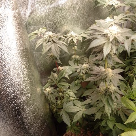Purple Cookies 1 growlog timeline photo