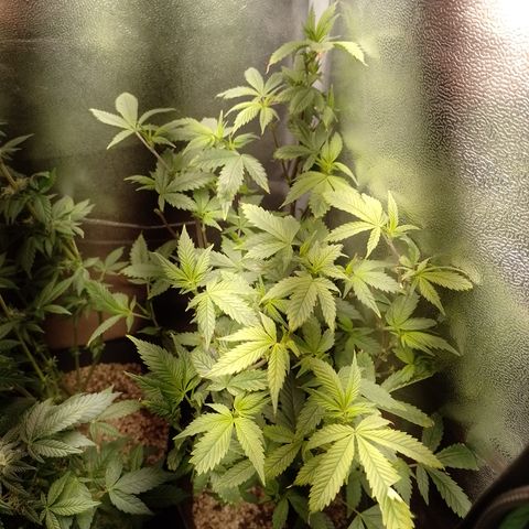 Tangerine Guetto growlog timeline photo