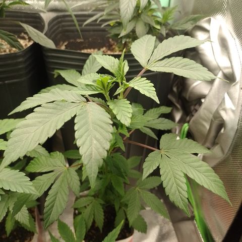 Purple cookies #3 growlog timeline photo